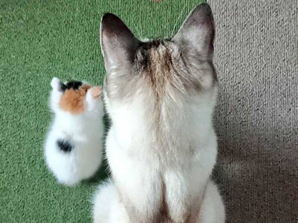 毛がぽわぽわの子猫が成長すると？　姿に５万いいね　「時の流れを感じる」