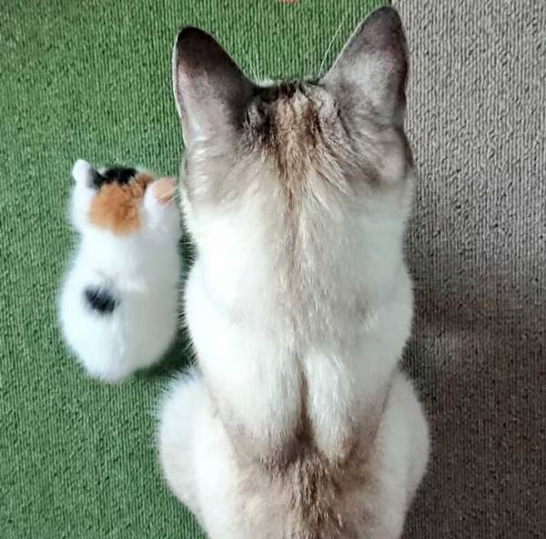 毛がぽわぽわの子猫が成長すると？　姿に５万いいね　「時の流れを感じる」