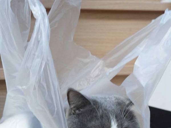 エコバッグを忘れてショック…と思いきや？　『お得』になったワケに「爆笑した」