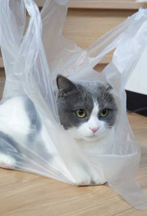 エコバッグを忘れてショック…と思いきや？　『お得』になったワケに「爆笑した」