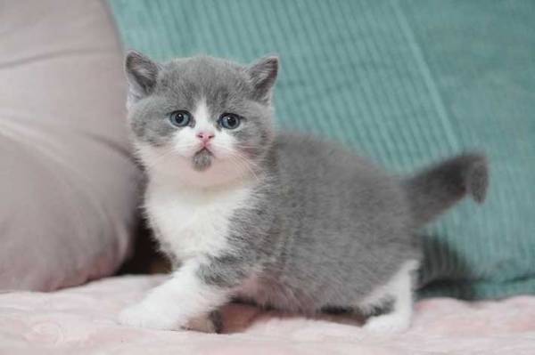 幼い顔立ちの子猫　数年後の姿に「貫禄すら感じる」「素晴らしい成長ぶり」