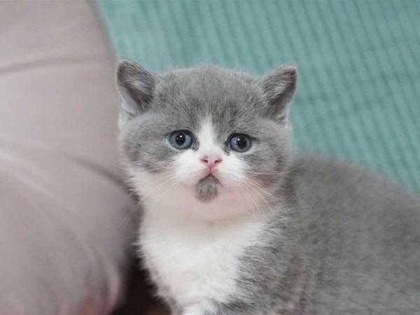 幼い顔立ちの子猫　数年後の姿に「貫禄すら感じる」「素晴らしい成長ぶり」