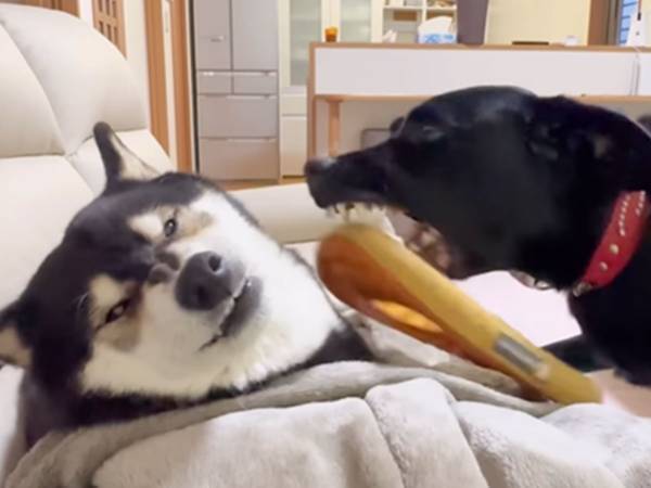 牙をむき出す柴犬　次の瞬間…「そっくりで面白すぎる」