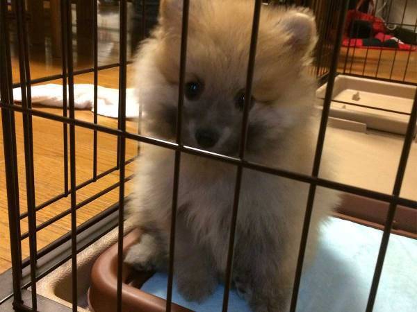 ぬいぐるみのような子犬　成長した姿に「規格外」「これは想像できなかった」