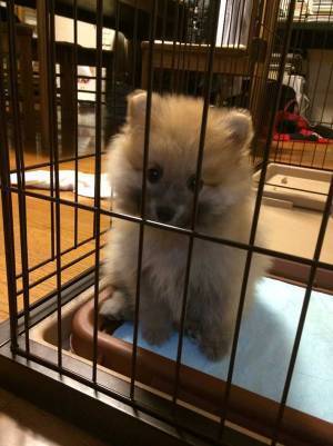 ぬいぐるみのような子犬　成長した姿に「規格外」「これは想像できなかった」