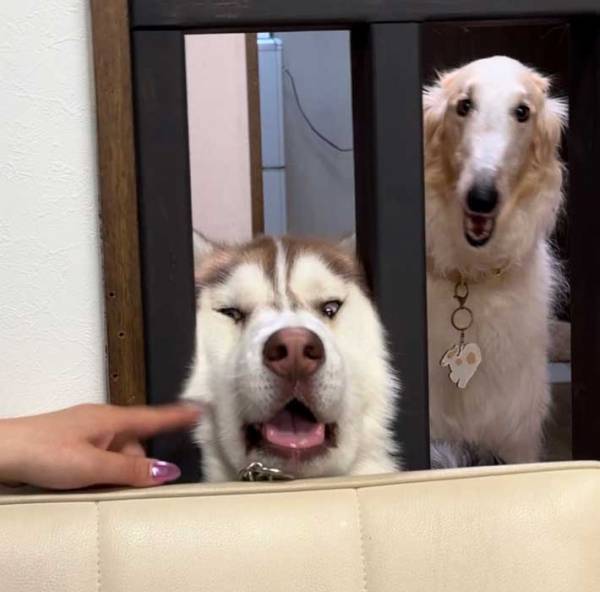 柵から顔を出す犬　そのすさまじい姿に「たまらん」「完全にシャイニング」