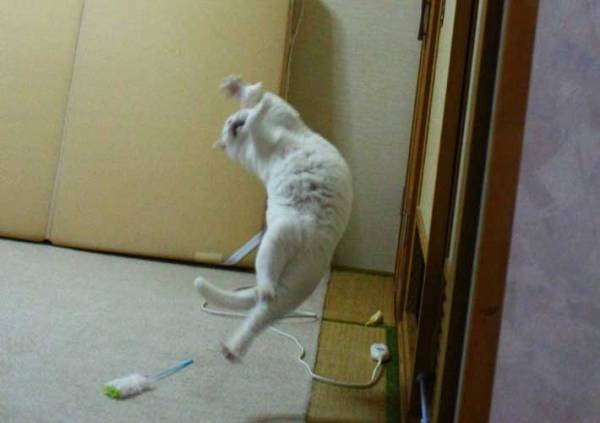 漫才のような『ズッコケ』をする猫　その姿に「師匠」「豪快すぎる」