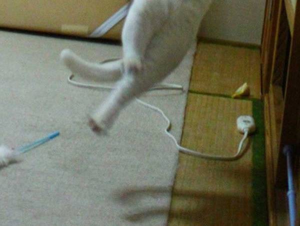 漫才のような『ズッコケ』をする猫　その姿に「師匠」「豪快すぎる」