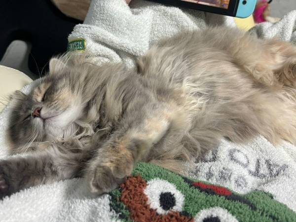 『休日の幸せ』がギュッと詰まった１枚　ソファでゲームをしていると？