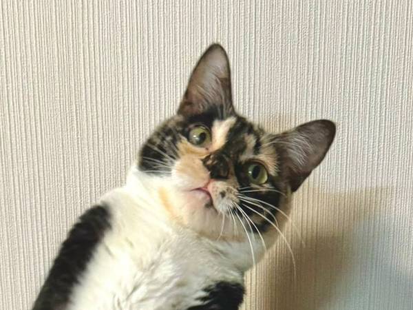 猫らしくない写真が撮れた！　「前世はお笑いタレント」「センスいい」１枚がコチラ！