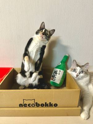 猫らしくない写真が撮れた！　「前世はお笑いタレント」「センスいい」１枚がコチラ！