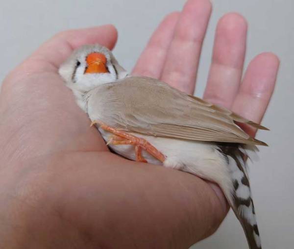 飼い主「溶けすぎですよ」　脱力する小鳥の姿に「完全に液体」