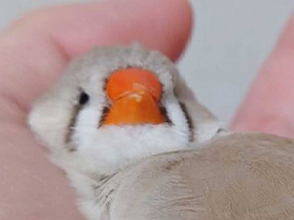 飼い主「溶けすぎですよ」　脱力する小鳥の姿に「完全に液体」