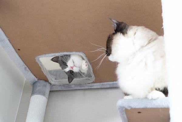 「時代劇で見たことある」　飼い主がそう思った猫の姿が、コチラ