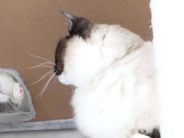 「時代劇で見たことある」　飼い主がそう思った猫の姿が、コチラ