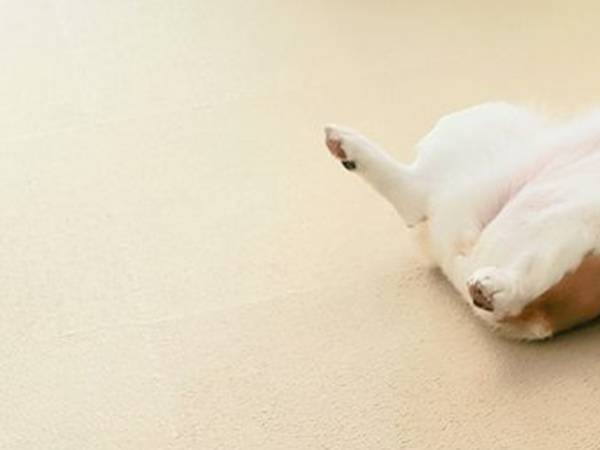 「ムササビかと思った！」　愛犬の出迎え方に「毎日がエンターテイメント」「面白い」