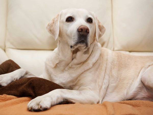 １年ぶりに目の前に現れた『恩人』を見た犬が？　「涙が出た」「とてもいい子」