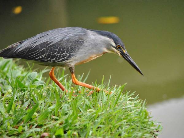 池で魚を獲ろうとした鳥　予想外の展開に「どんでん返しだ！」「賢い」