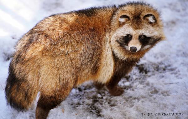 「え、マジで！？」「誤解してた」　『正しいタヌキ』のイラストに衝撃走る！