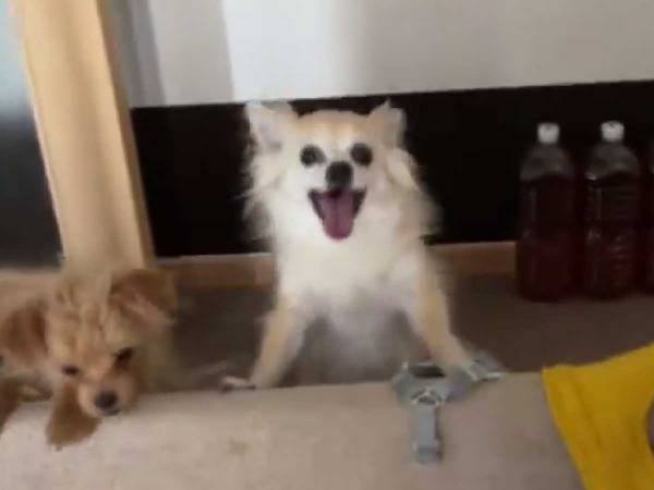 初めての場所に行ったチワワ　帰宅後見せた姿に「人みたい」「胸が苦しい」