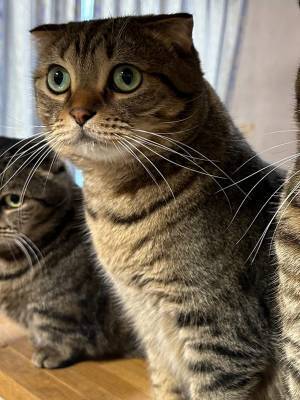 「角刈り」といわれた猫、頭を見てみると…？　「見事な直線」「キマってる」