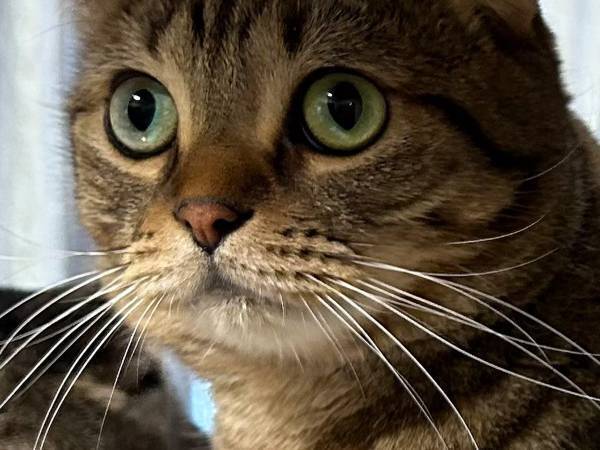 「角刈り」といわれた猫、頭を見てみると…？　「見事な直線」「キマってる」