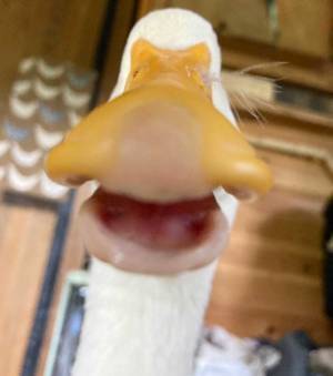 スマホを触っていると気配が…　顔を上げると？　「笑った」「いいアングル」