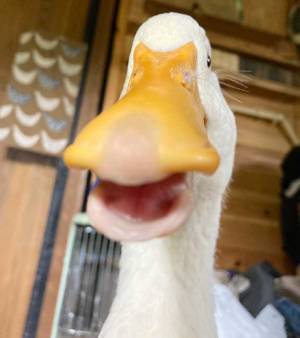 スマホを触っていると気配が…　顔を上げると？　「笑った」「いいアングル」