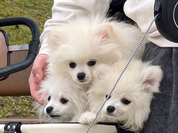 カートに乗るポメに「それにしか見えない」　よくよく見てみると？