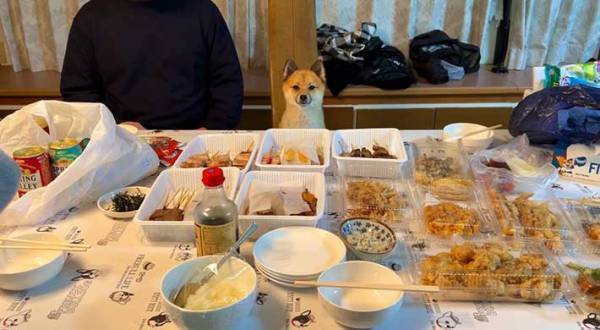 飼い主が食卓に戻ったら…？　表情に「爆笑した」「こういう写真だけ見ていたい」