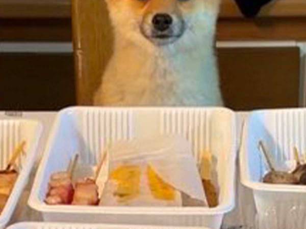 飼い主が食卓に戻ったら…？　表情に「爆笑した」「こういう写真だけ見ていたい」