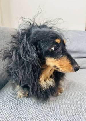 今起きたダックスフンド　顔を見ると…「何があった」「これは吹く」