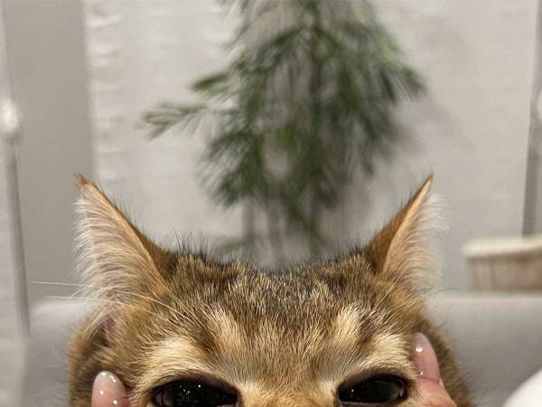 目がクリクリの猫をなでてみたら…　その衝撃の顔に「もしかして…」「学会に報告しないと」