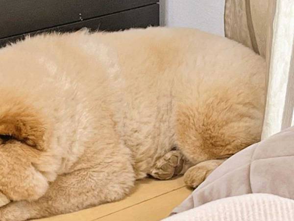 家に帰ると、寝ていたのは…？　その姿に「かわいすぎて過呼吸になった」