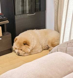 家に帰ると、寝ていたのは…？　その姿に「かわいすぎて過呼吸になった」