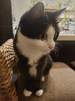 軽トラで保護した子猫が、３年後？　写真に「すごっ！」「変な声が出た」