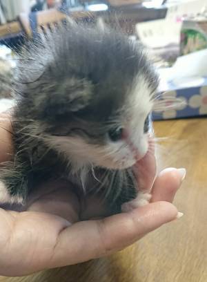 軽トラで保護した子猫が、３年後？　写真に「すごっ！」「変な声が出た」