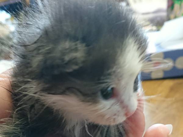 軽トラで保護した子猫が、３年後？　写真に「すごっ！」「変な声が出た」