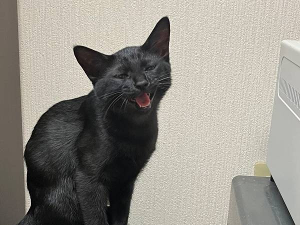 食べ過ぎと診断された黒猫　エサを減らした結果？「そう来たかー！」「強すぎ」