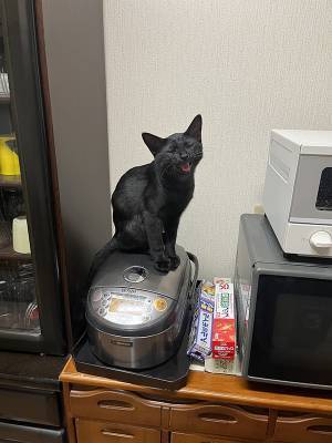食べ過ぎと診断された黒猫　エサを減らした結果？「そう来たかー！」「強すぎ」