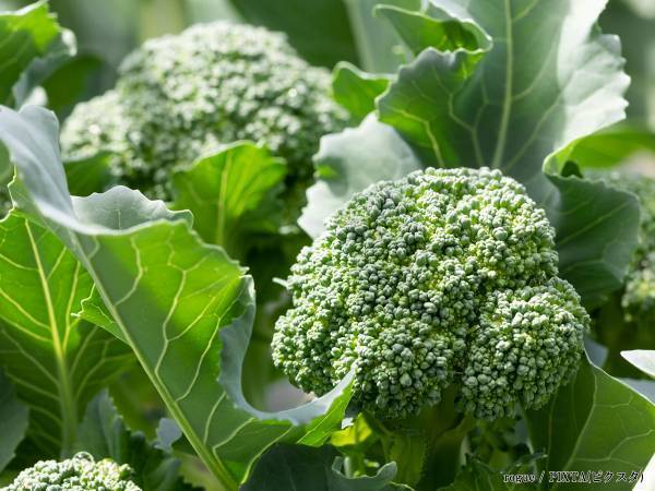 ブロッコリーのレシピに「子供も喜びそう！」　ミツカン直伝のワザが？