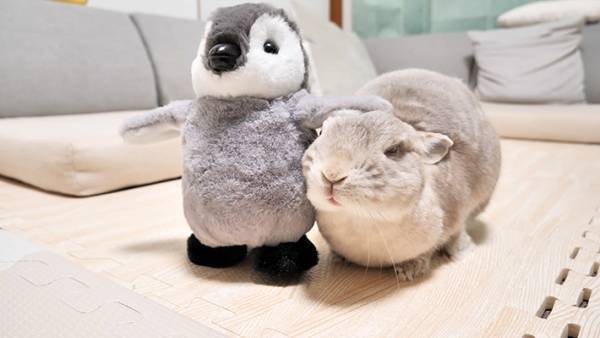 ぬいぐるみになでられたウサギ　飼い主へ送る視線に「賢い」「代わってあげたい！」