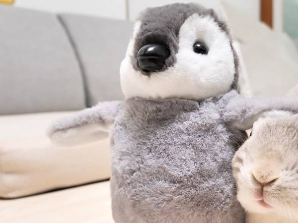 ぬいぐるみになでられたウサギ　飼い主へ送る視線に「賢い」「代わってあげたい！」