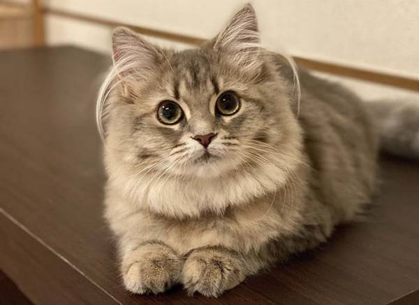 子猫の耳に注目！１６万人が釘付けになった理由とは？