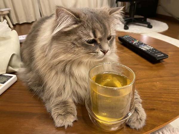 子猫の耳に注目！１６万人が釘付けになった理由とは？