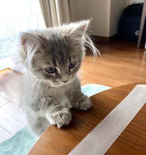 子猫の耳に注目！１６万人が釘付けになった理由とは？