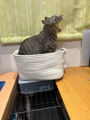 あくびをする猫に「まさか…」　飼い主がカメラを向けたら？