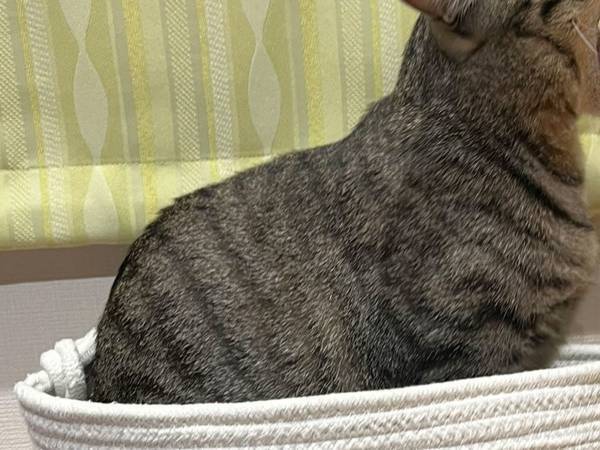 あくびをする猫に「まさか…」　飼い主がカメラを向けたら？