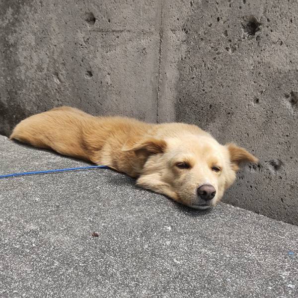 店の前で通行人が「おわっ！ビックリしたっ！」　犬の姿に思わず二度見