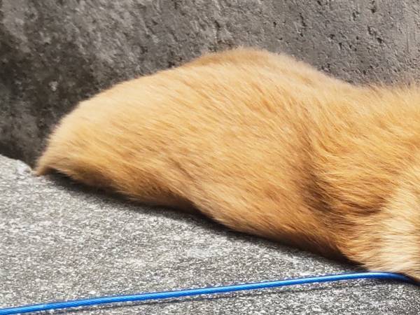 店の前で通行人が「おわっ！ビックリしたっ！」　犬の姿に思わず二度見